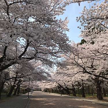 ミルクティーとキャラメル珈琲さんが投稿したのお店日本大学の桜の写真