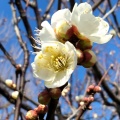 実際訪問したユーザーが直接撮影して投稿した代田公園羽根木公園の写真