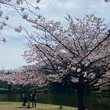 実際訪問したユーザーが直接撮影して投稿した北の丸公園桜の名所北ノ丸公園の桜の写真