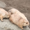 実際訪問したユーザーが直接撮影して投稿した北葛西動物園江戸川区自然動物園の写真