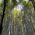 実際訪問したユーザーが直接撮影して投稿した山 / 峠嵐山の写真