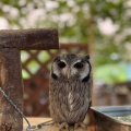 実際訪問したユーザーが直接撮影して投稿した上泉動物園袖ヶ浦ふれあいどうぶつ縁の写真