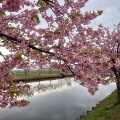 実際訪問したユーザーが直接撮影して投稿した笠松町公園笠松河津桜ロードの写真