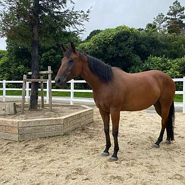 実際訪問したユーザーが直接撮影して投稿した堅田乗馬場ポニーライド アドベンチャーワールドの写真