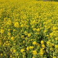 実際訪問したユーザーが直接撮影して投稿した大山町桜の名所東大山河津桜の写真