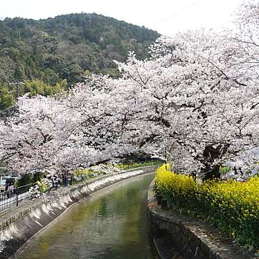 実際訪問したユーザーが直接撮影して投稿した御陵鴨戸町散策路山科疏水の道の写真