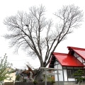 実際訪問したユーザーが直接撮影して投稿した大川神社一本栗地主神社の写真