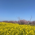 実際訪問したユーザーが直接撮影して投稿した笠松町公園笠松河津桜ロードの写真