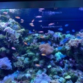 実際訪問したユーザーが直接撮影して投稿した高輪水族館 / アクアリウムマクセル アクアパーク品川の写真