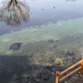 実際訪問したユーザーが直接撮影して投稿した木場自然名所霧島山麓丸池湧水の写真