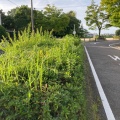 実際訪問したユーザーが直接撮影して投稿した鹿山公園鹿山街園の写真