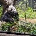 実際訪問したユーザーが直接撮影して投稿した上野公園動物園上野動物園 パンダのもりの写真