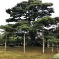 実際訪問したユーザーが直接撮影して投稿した兼六町地域名所兼六園 雪吊りの写真