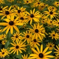 実際訪問したユーザーが直接撮影して投稿した菊水庭園大雪森のガーデンの写真