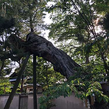 ははみんさんが投稿した和多見町神社のお店賣布神社/メフジンジャの写真