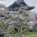 実際訪問したユーザーが直接撮影して投稿した根来寺根來寺の写真