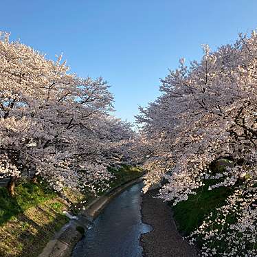 実際訪問したユーザーが直接撮影して投稿した上太田町桜の名所吉野瀬川桜並木の写真