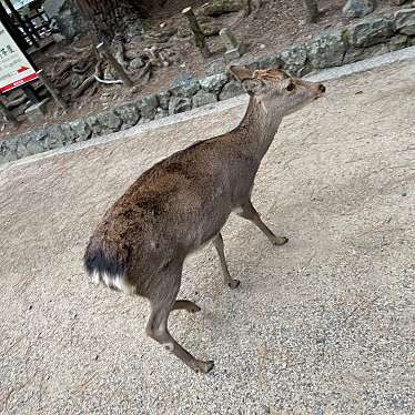 奈良公園のundefinedに実際訪問訪問したユーザーunknownさんが新しく投稿した新着口コミの写真