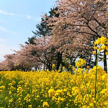 実際訪問したユーザーが直接撮影して投稿した散策路桜と菜の花ロードの写真