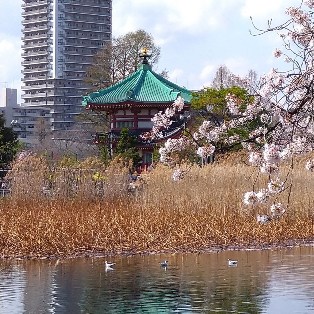 実際訪問したユーザーが直接撮影して投稿した上野公園湖沼 / 池不忍池の写真