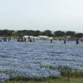 実際訪問したユーザーが直接撮影して投稿した西戸崎庭園海の中道海浜公園 花の丘の写真