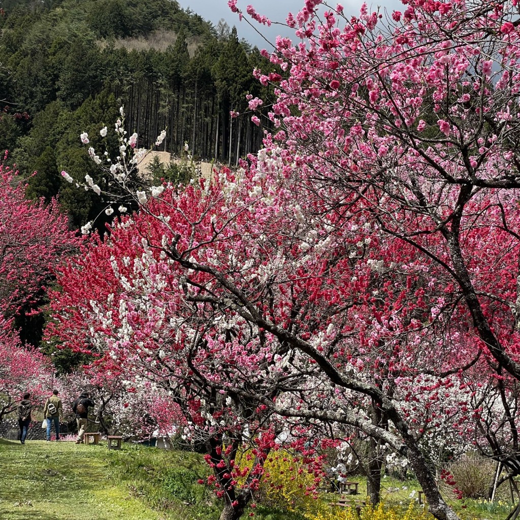 実際訪問したユーザーが直接撮影して投稿した智里自然名所花桃の里の写真