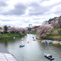 実際訪問したユーザーが直接撮影して投稿した麹町公園千鳥ヶ淵公園の写真