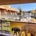 実際訪問したユーザーが直接撮影して投稿した東山元町動物園アジアゾウ舎 ゾージアムの写真