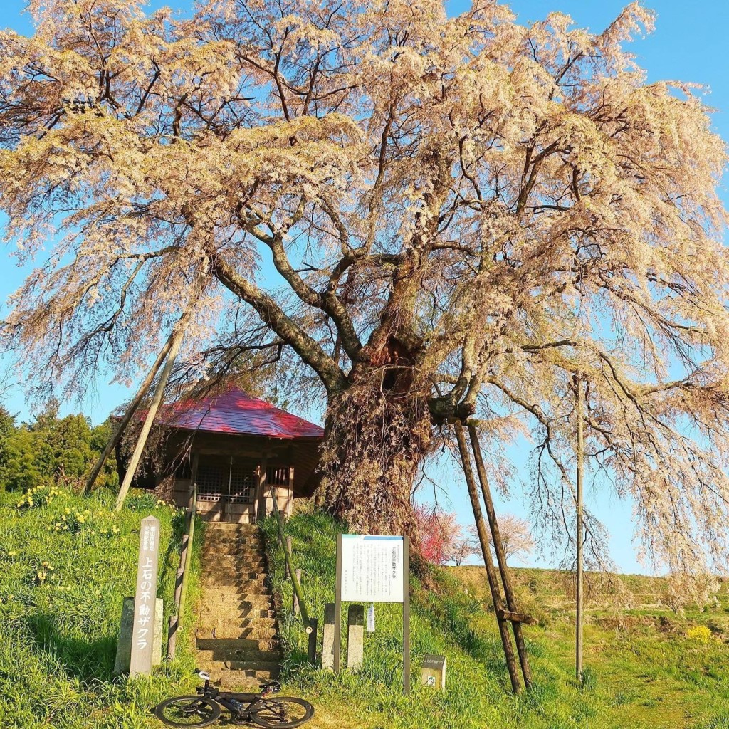 実際訪問したユーザーが直接撮影して投稿した中田町上石地域名所上石の不動ザクラの写真