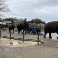 実際訪問したユーザーが直接撮影して投稿した山小川動物園アニマルワンダーリゾウト 市原ぞうの国の写真