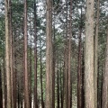 実際訪問したユーザーが直接撮影して投稿した山 / 峠三頭山の写真