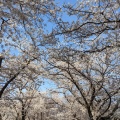 実際訪問したユーザーが直接撮影して投稿した清洲公園清洲公園の写真