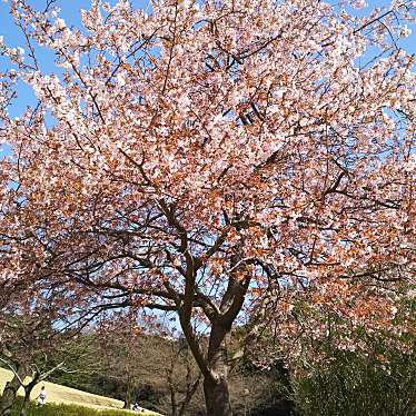 実際訪問したユーザーが直接撮影して投稿した中山町公園鹿児島ふれあいスポーツランドの写真