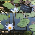 実際訪問したユーザーが直接撮影して投稿した岡本植物園 / 樹木園日比谷花壇大船フラワーセンターの写真