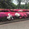 実際訪問したユーザーが直接撮影して投稿した千代田庭園皇居東御苑の写真