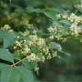 実際訪問したユーザーが直接撮影して投稿した大草洋食ぼだい樹の写真