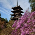 実際訪問したユーザーが直接撮影して投稿した御室大内寺仁和寺の写真