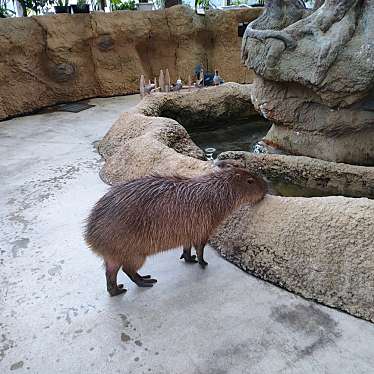 実際訪問したユーザーが直接撮影して投稿した山奥町遊園地 / テーマパーク足羽山公園遊園地の写真