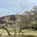 実際訪問したユーザーが直接撮影して投稿した富戸公園さくらの里の写真