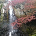 実際訪問したユーザーが直接撮影して投稿した箕面公園公園箕面公園の写真