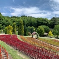 実際訪問したユーザーが直接撮影して投稿した新庄植物園 / 樹木園やまぐちフラワーランドの写真