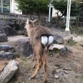 実際訪問したユーザーが直接撮影して投稿した船越町動物園九十九島動植物園 森きららの写真