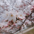 実際訪問したユーザーが直接撮影して投稿した門真公園さくら広場(門真)の写真