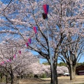 実際訪問したユーザーが直接撮影して投稿した駒羽根公園ネーブルパークの写真