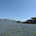 実際訪問したユーザーが直接撮影して投稿した馬渡公園国営ひたち海浜公園の写真