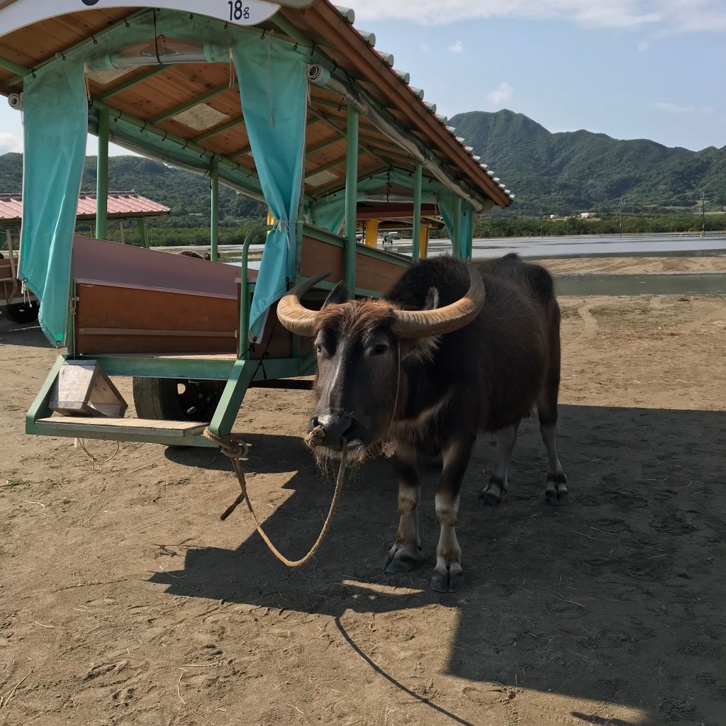 実際訪問したユーザーが直接撮影して投稿した古見観光乗り物由布島 水牛車の写真