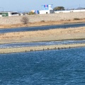 実際訪問したユーザーが直接撮影して投稿した河川那賀川の写真