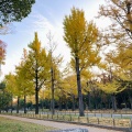 実際訪問したユーザーが直接撮影して投稿した百舌鳥夕雲町公園大仙公園の写真