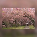 実際訪問したユーザーが直接撮影して投稿した静公園静峰ふるさと公園の写真