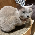 実際訪問したユーザーが直接撮影して投稿した寿町カフェ猫カフェ Moff animal cafe アリオ倉敷店の写真